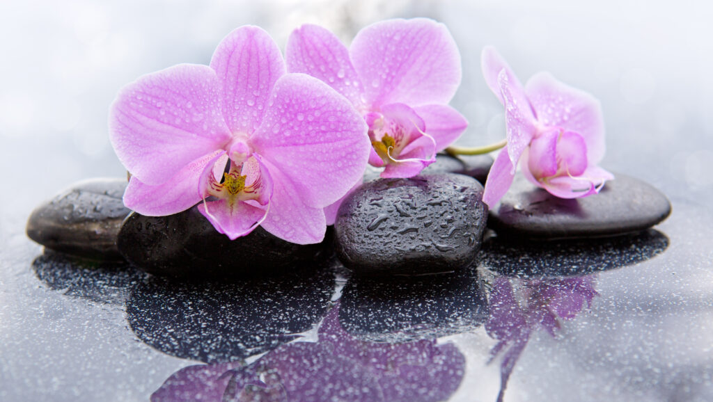 Spa,Background,With,Pink,Orchid,And,Stone.